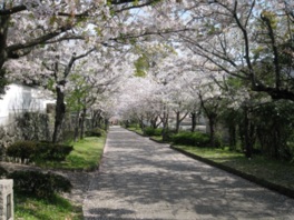 城の跡地で歴史ある桜を楽しむ