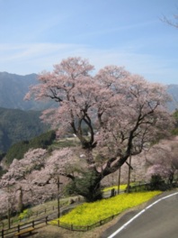 3月下旬から見頃を迎えるひょうたん桜