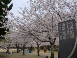 公園中にびっしり植えられた桜が一斉に開花する