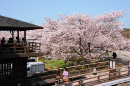 五十鈴川沿いの満開の桜を眺めることができる