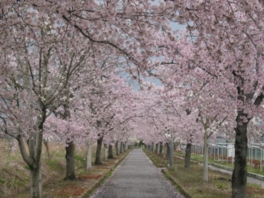 桜のトンネルの下でサイクリングを楽しめる