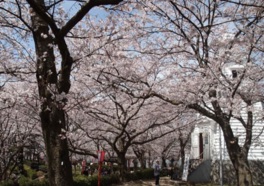 240本の桜が公園内を彩る