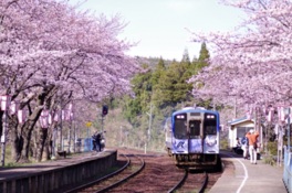 プラットフォームの美しい桜のトンネル