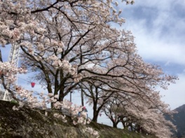 約1300メートルの桜並木が河畔沿いを彩る