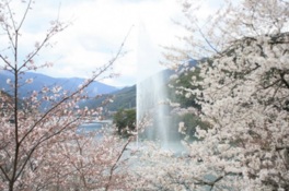視界で桜が咲き乱れる中、大きく吹き上がる水を眺められる