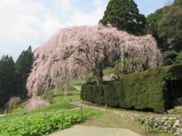 3月下旬頃から見頃を迎える桜
