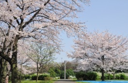 園内各所に桜が咲き誇る