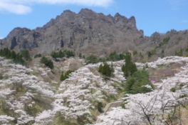 妙義山と桜のコントラストが美しい
