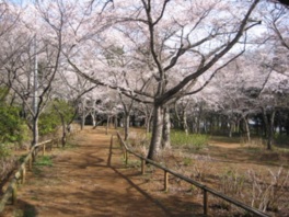 のんびり散歩しながら桜を見られる