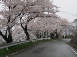 5kmも続く桜並木
