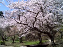 枝張りの立派な桜が各所で見られる
