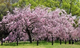 濃いピンクが特徴の山桜は例年4月頃に見頃を迎える