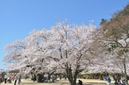 満開の桜が公園内を華やかに彩る