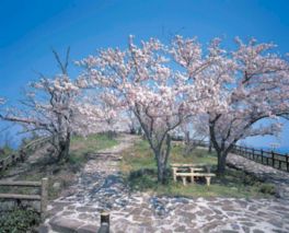 鷲ヶ峰展望台から桜とともに瀬戸内海の雄大な景色を堪能