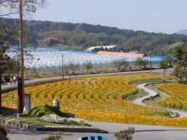 園内は季節の花でいっぱい。5月はポピーが見頃