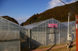 組合で運営するいちご園