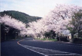 見頃の時期には満開の桜を楽しむことができる