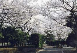 満開の桜の園内
