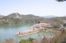 展望台からは桜が湖と山々を彩る様子が一望できる