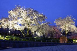 夜にはライトアップが実施される