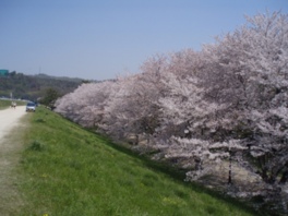 公園を覆うようにして桜が咲き乱れる