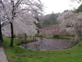 約2500本の桜が池や山を彩る