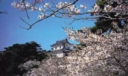 平戸城を桜が華やかに彩る