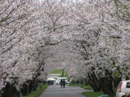 美しく咲く桜のトンネルを散策できる