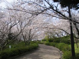 桜並木が両サイドに続く道