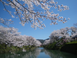 満開の桜が園内を彩る