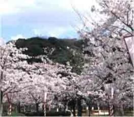 園内を彩る満開の桜