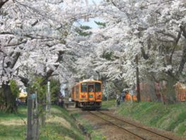 満開の桜のトンネルを昔懐かしい列車が駆け抜ける景観が人気