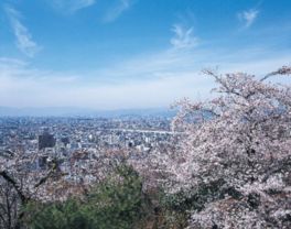 ドライブウェイから見る桜に彩られた街は格別