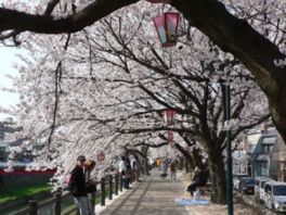 遊歩道沿いを彩る桜並木