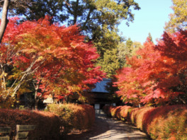 工房へ向かう道を秋には紅葉が美しく彩る