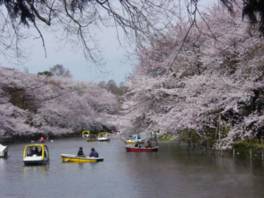 ボートに揺られて眺める桜も美しい