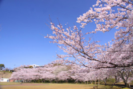 桜に囲まれた広場はピクニックに最適
