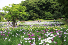 姥ヶ池ではハナショウブ約9000株が美しく咲き誇る