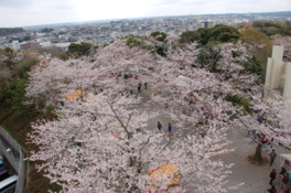 タワーからは満開の桜の背景に広がる木更津市街地が見渡せる