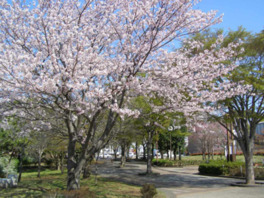 桜咲く手賀沼の景観を楽しむ