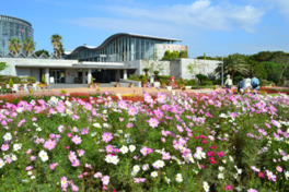 三陽メディアフラワーミュージアムでは秋にはコスモスが咲き誇る