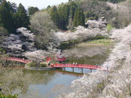 弁天堂の朱色と桜があでやかな景観を織りなす