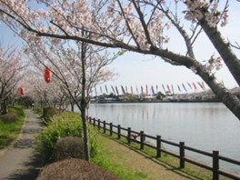 春は遊歩道が約500本の見事な桜並木に変身
