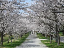 咲き誇る桜並木が花見客を出迎える