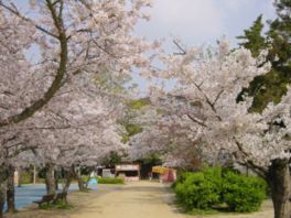 桜やツバキなど四季折々の花が楽しめる