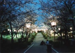 夜には桜の木が提灯の明かりで照らし出される
