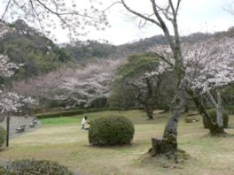 約500本の桜が美しく咲き誇り日本のさくら名所100選に選定されている