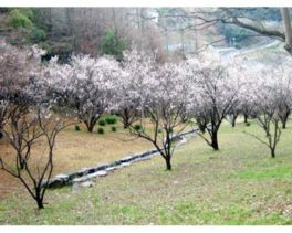 梅や桜、ツツジが咲き誇り、春は園内が華やかな雰囲気に包まれる