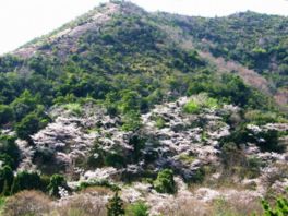 緑で覆われた高御位山に桜の花が映える