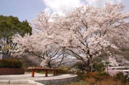 満開に咲き誇る桜の木は圧巻の美しさ